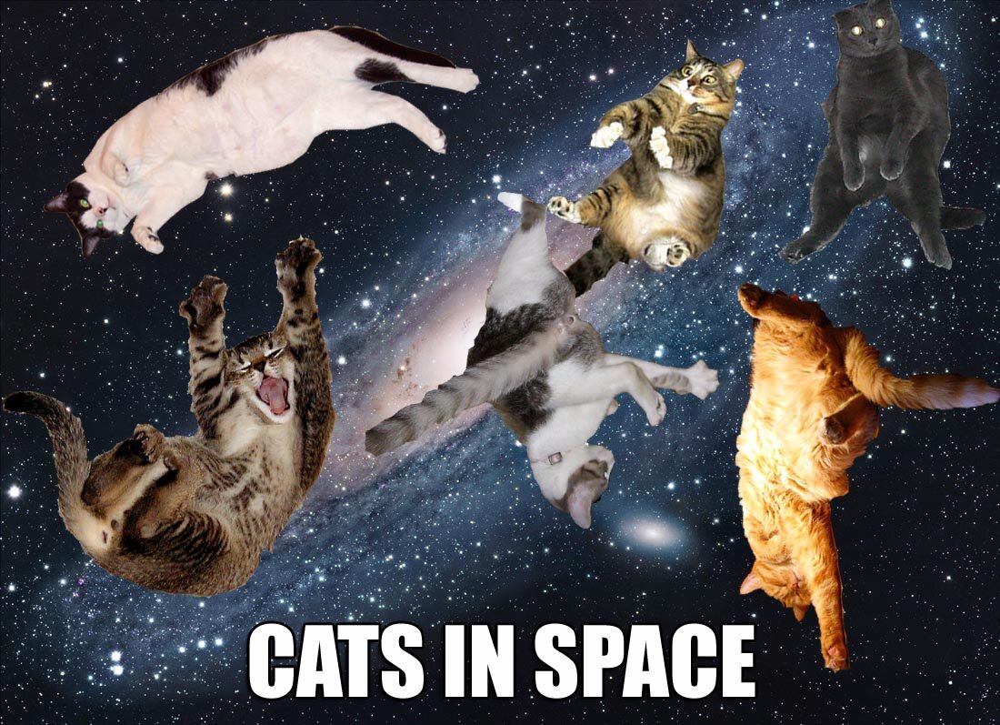 Cats-in-Space1.jpg