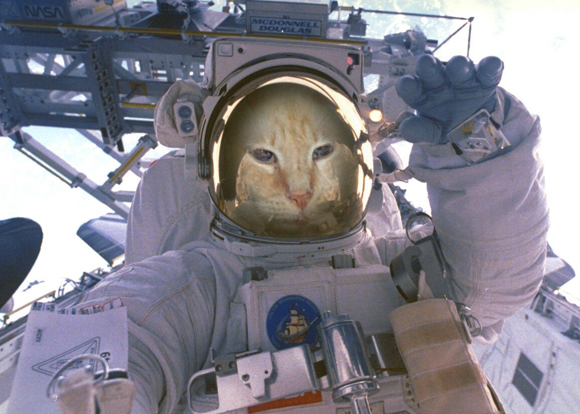 animal in space